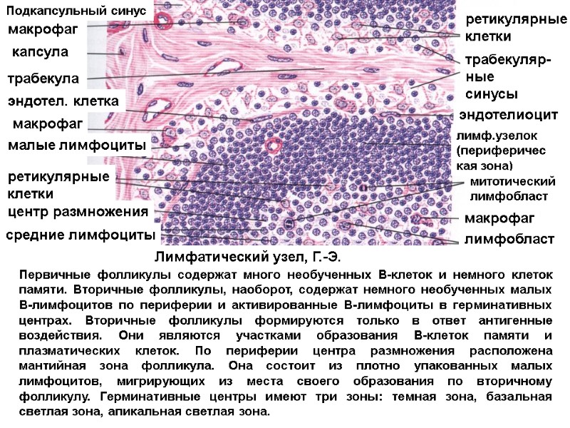 ретикулярные клетки трабекуляр-ные синусы эндотелиоцит лимф.узелок (периферическая зона) митотический лимфобласт макрофаг лимфобласт Подкапсульный синус